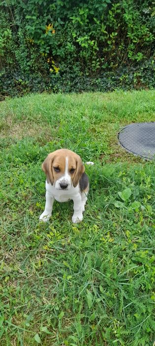 Suczka beagle dwumiesięczna bez rodowodu