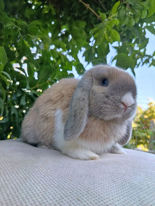 Samiec mini lop do hodowli królik samiec rozpłodowy
