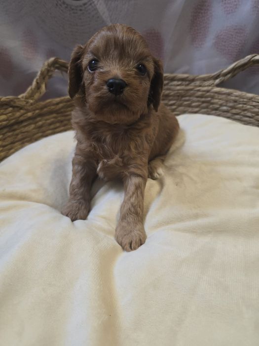 Cavapoo chłopiec