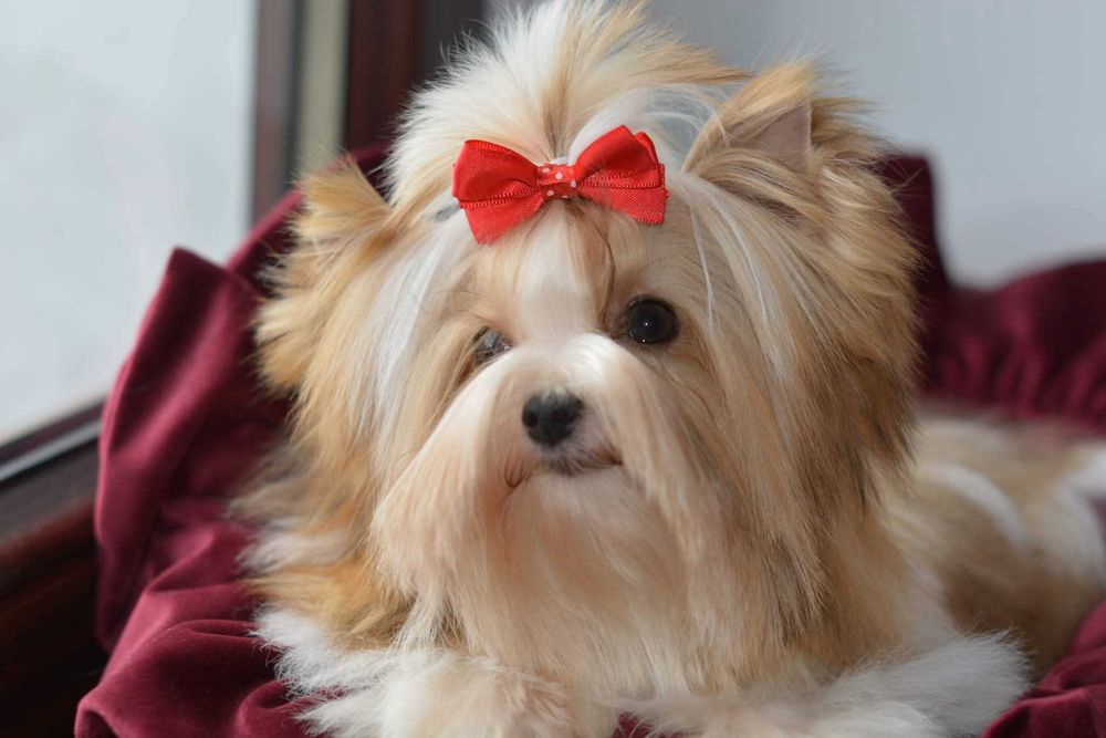 Yorkshire Terrier