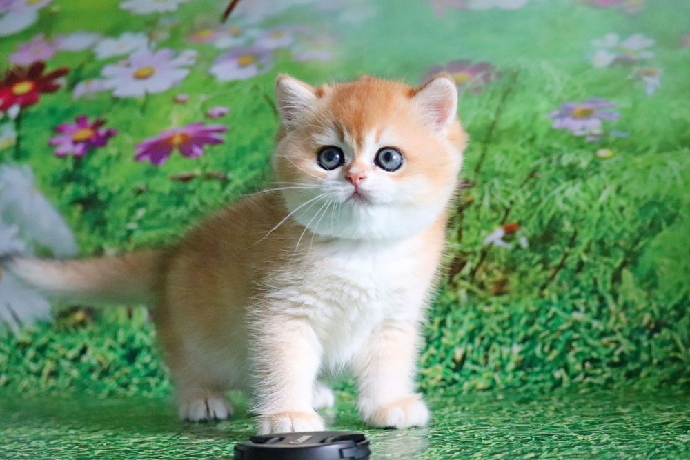 Кукольная девочка может быть вашей!