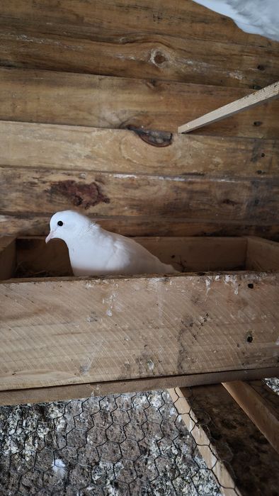 Rolas brancas meigas