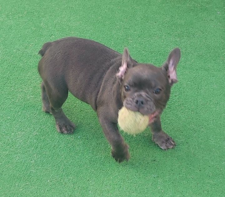 Bulldog francês macho blue