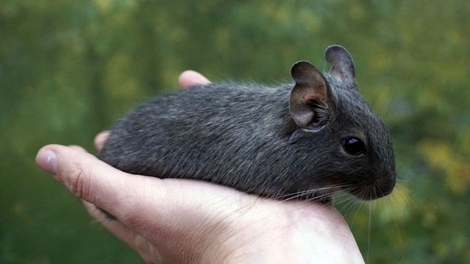 Degu Koszatniczka wiewiórka chilijska
