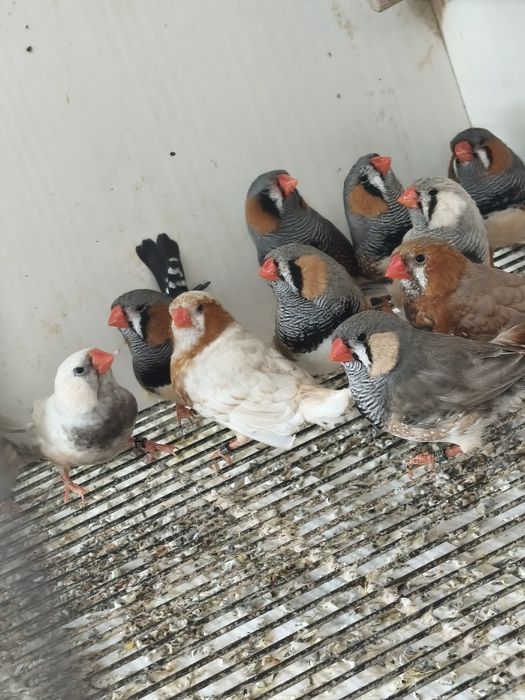 Mandarins gigantes
