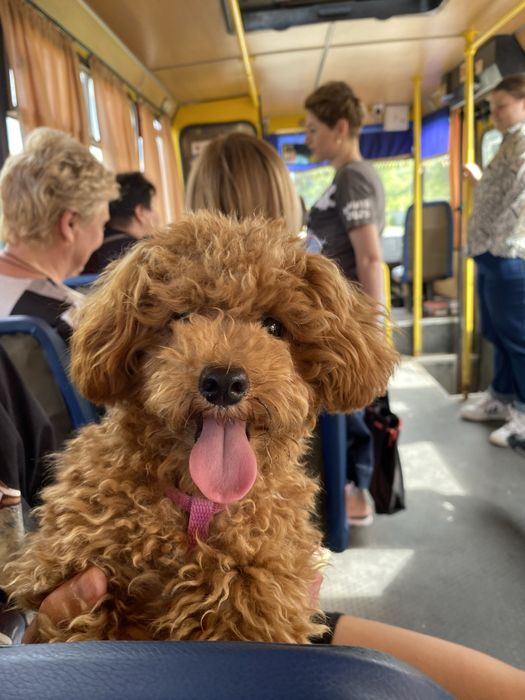 Красавчик той пуделечек