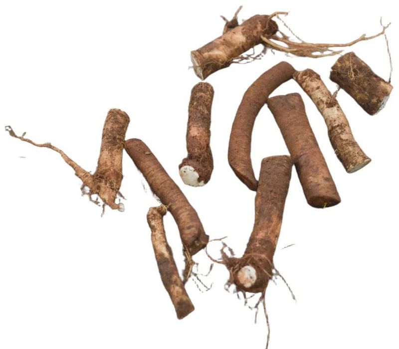 Raízes de Rábano-Picante (Horseradish) - Variedade Gourmet Super Robusta