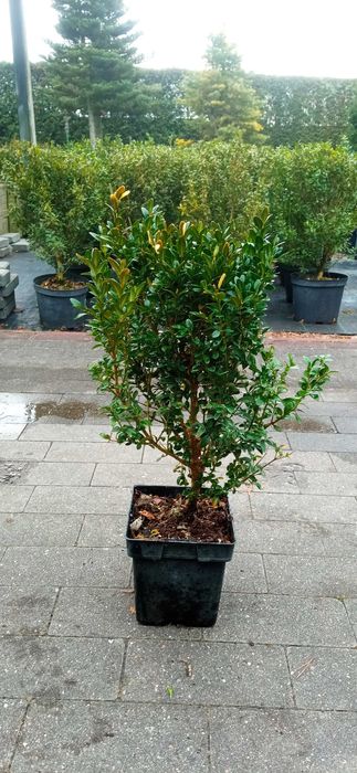 Bukszpan doniczka 50 cm