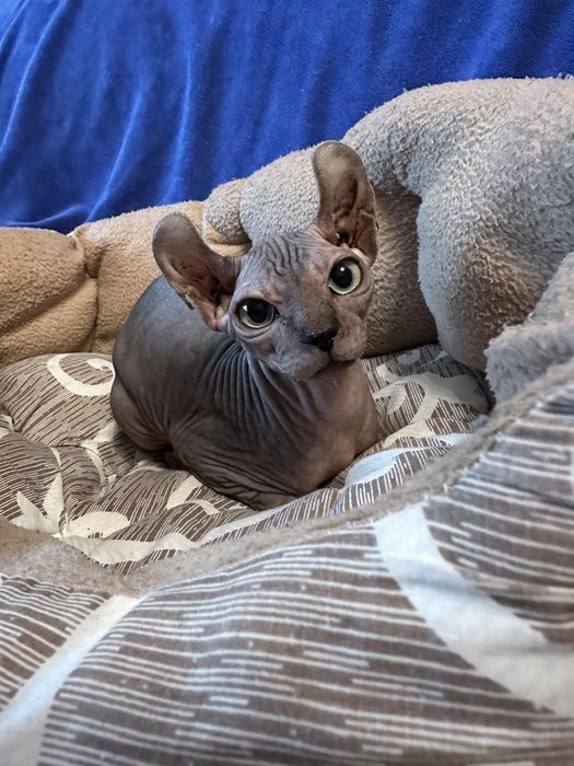 Казкові малюки -канадскі ельфінята