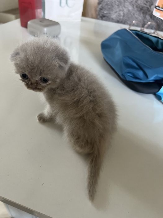 Scottish fold lilac