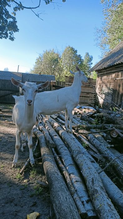 Кози Зааненської породи