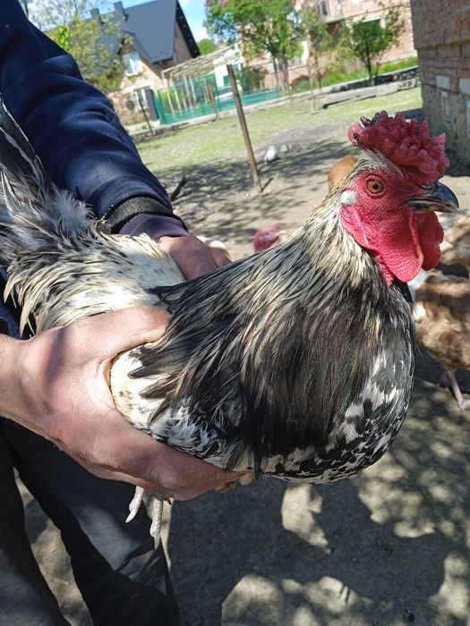 Когути домашні півні мастер грей