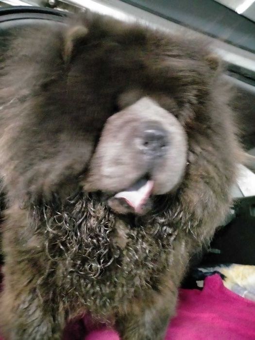 Niebieski pies Chow Chow