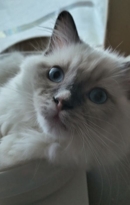 Kocurek Ragdoll - Blue mitted