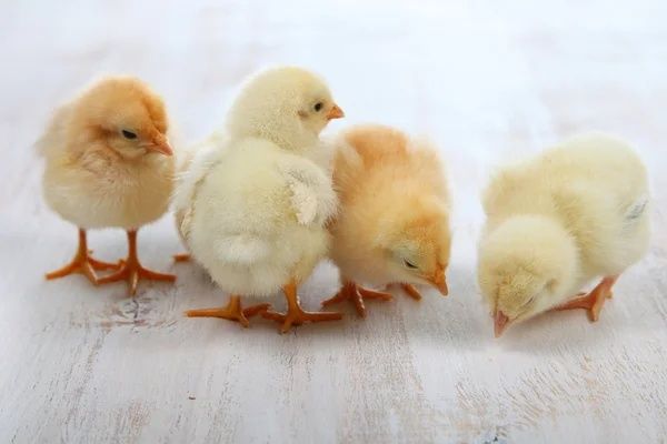 Півники Півні Птиця Кури Несушка Ломан Браун Сенді ДОБОВІ Курчата Ципа