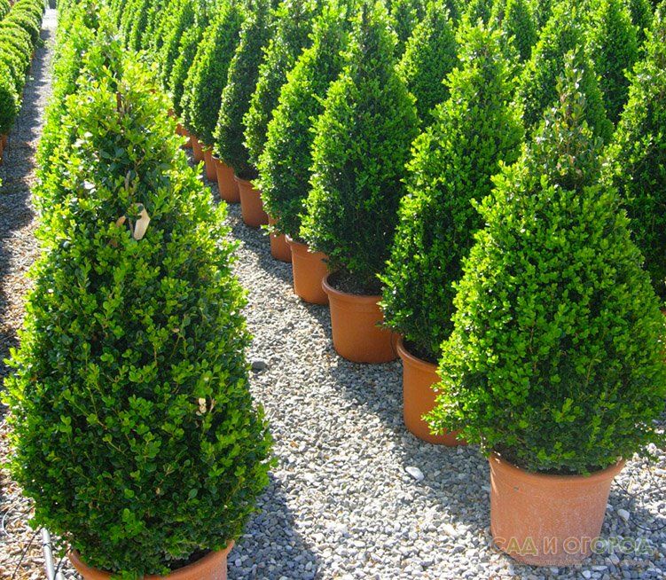 Ландшафтный дизайн