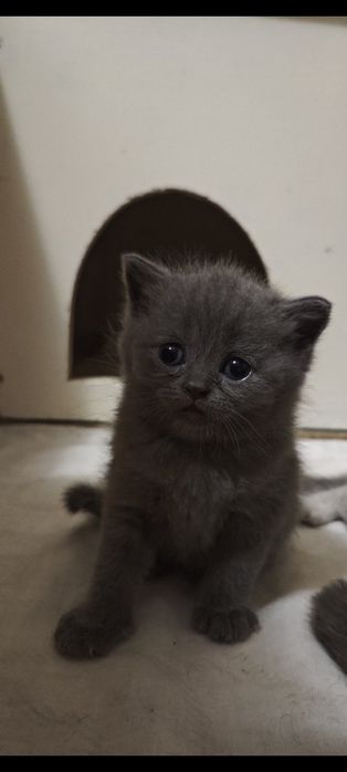 Кошенята шотландські чистокровні