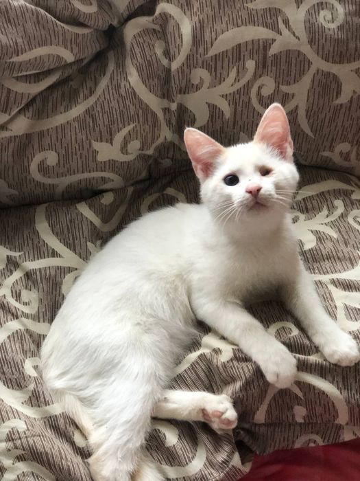 Котик 4  месяца бесплатно