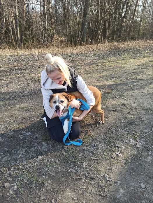 JASKIER - 10 lat, 16kg, łagodny, mix BOKSERA, przekochany. [FILMIK}