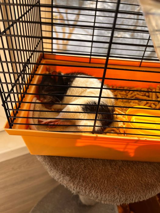 Пацюк, щур разом з кліткою!!!