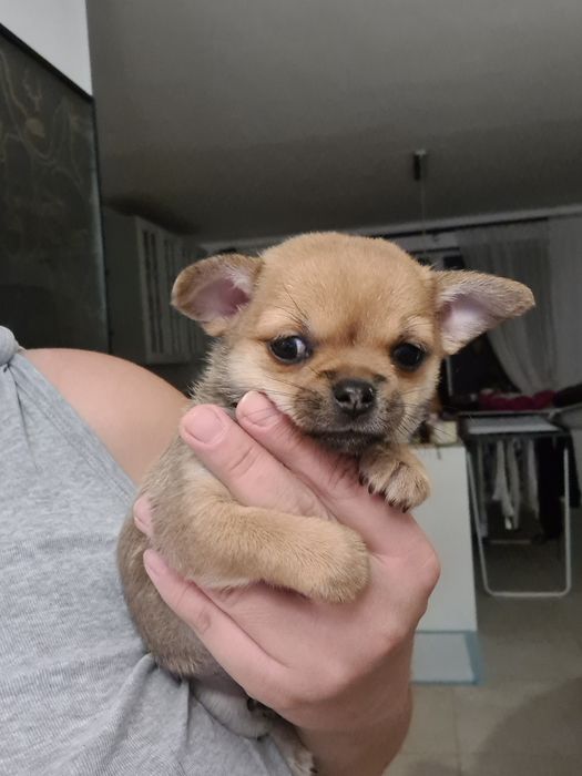 *Diana* Sunia chihuahua