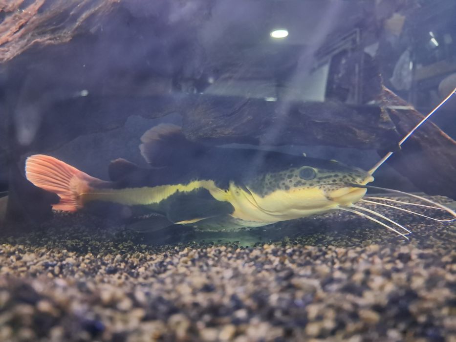Red Tail Catfish