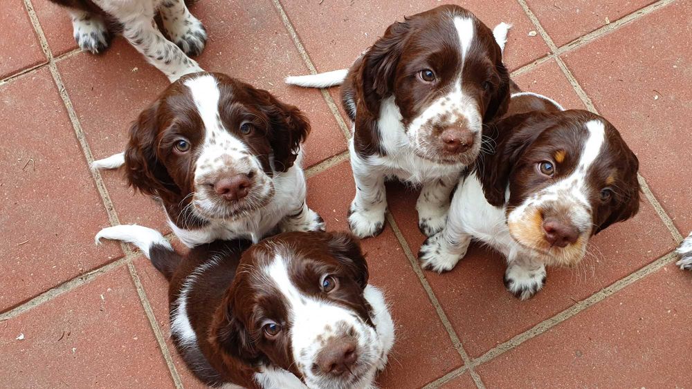 springer spaniel angielski zapowiedz miotu