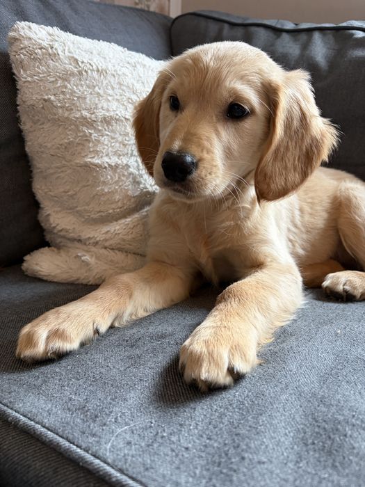 Suczka golden retriever