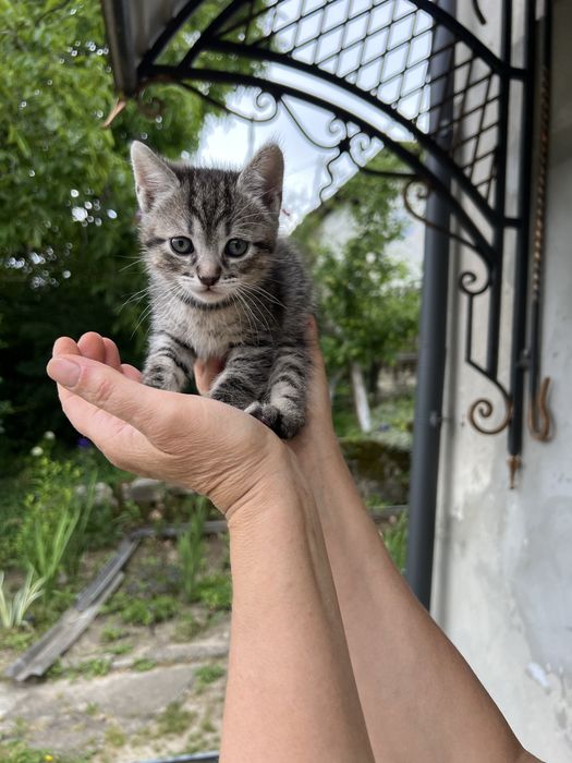 Кошенята в добрі руки