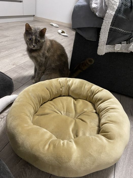 Лежанка для кота