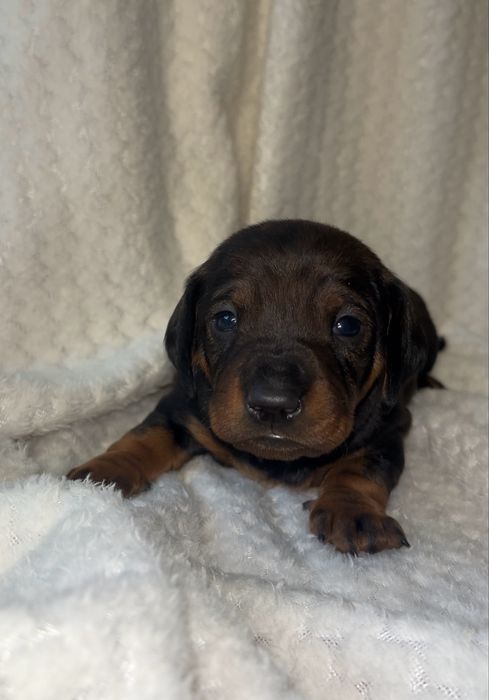 Szczeniak Jamnik krótkowłosy