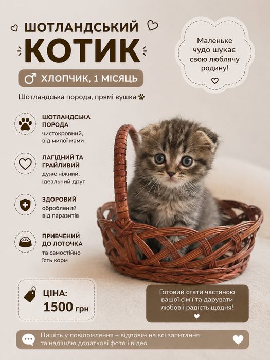 Продам Шотландських кошенят