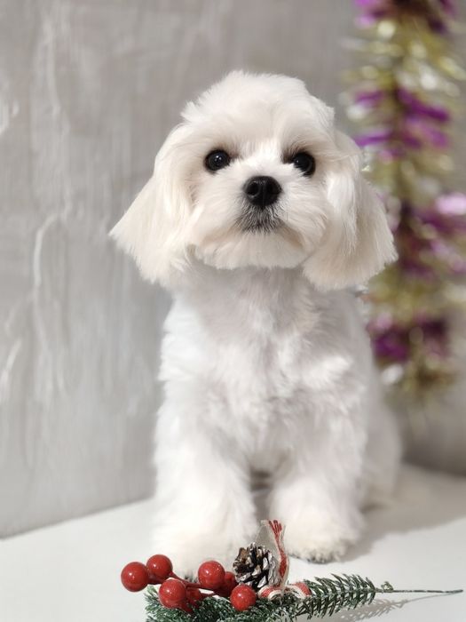 Чудесный Мальчик мальтезе