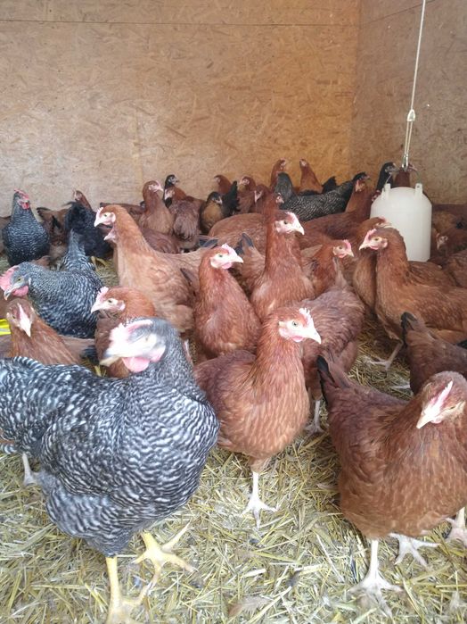 Kury rosa 16 tygodni