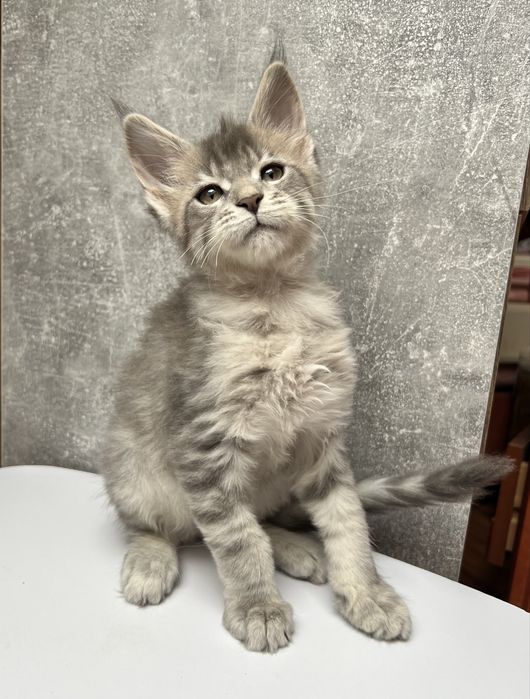 Kocurek Maine Coon