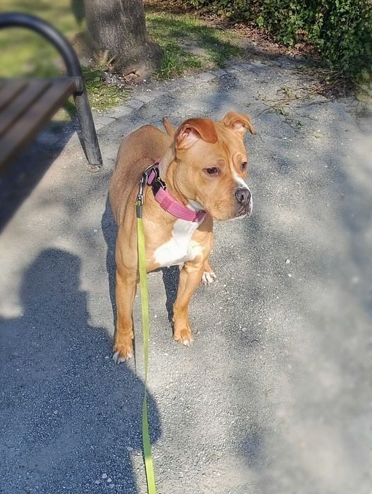 Benga sunia jeszcze szczeniak do adopcji