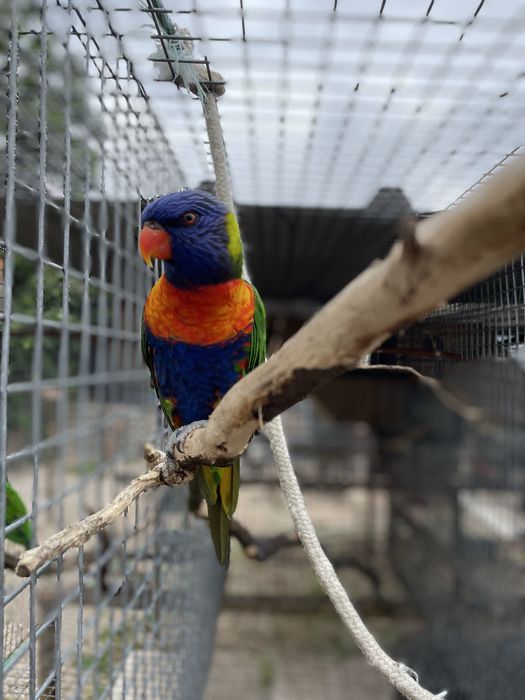 loris molucano  crias deste ano