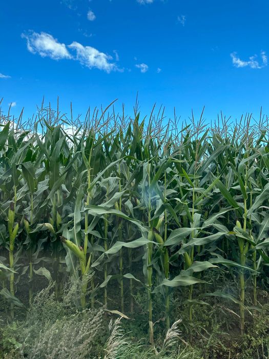 Ziemia rolna 5.61ha (Kaczorowy,Mazowieckie)