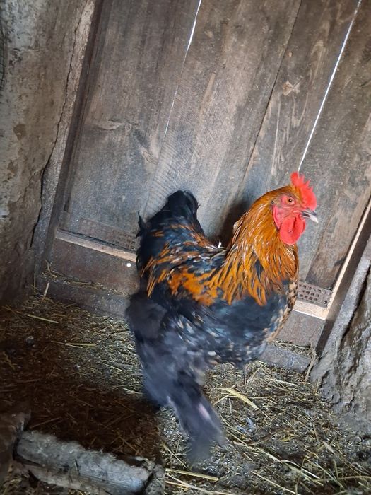 Kochin olbrzymi kogut młody