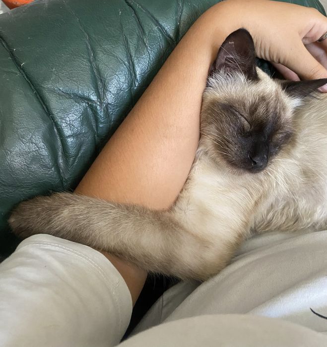 Gatinho para adocao
