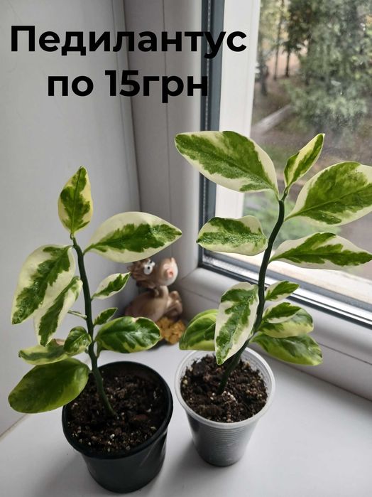 Продам комнатные цветы