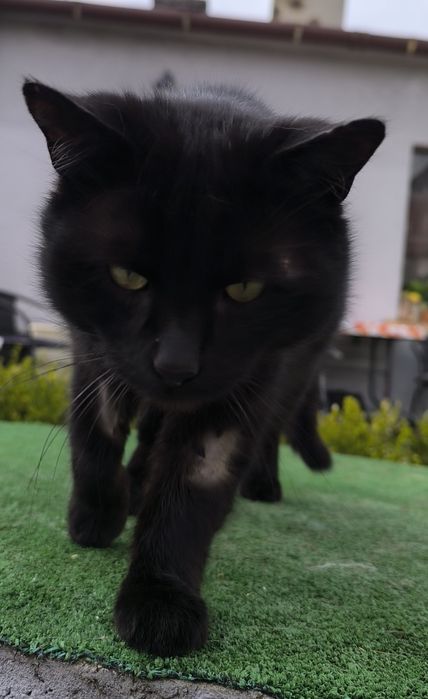 Ten kocurek potrzebuje domku