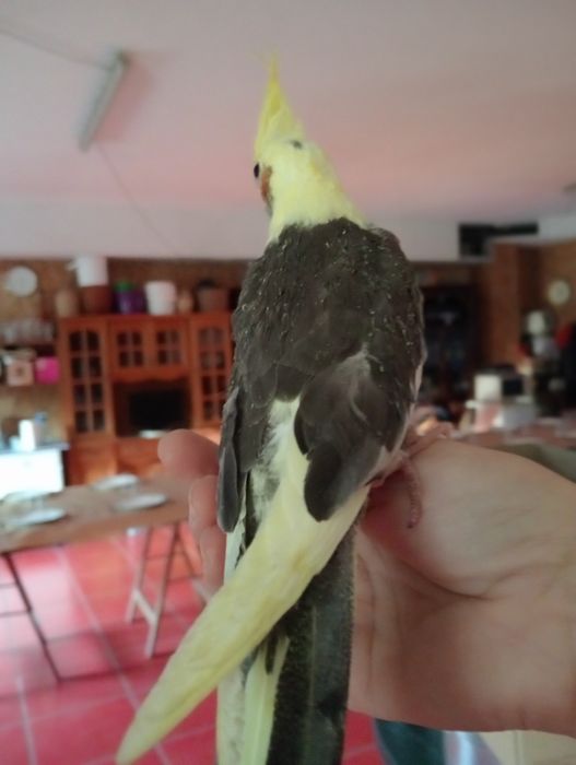 Caturras domesticadas