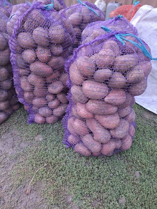 Картопля  Балтік Роуз, Мелоді , домашня