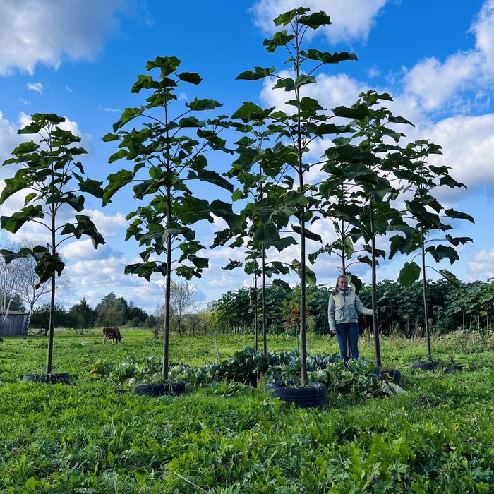 Насіння Павловнії Pao Tong-07 уп 200шт, Семена Павловнии із Безкош.дос