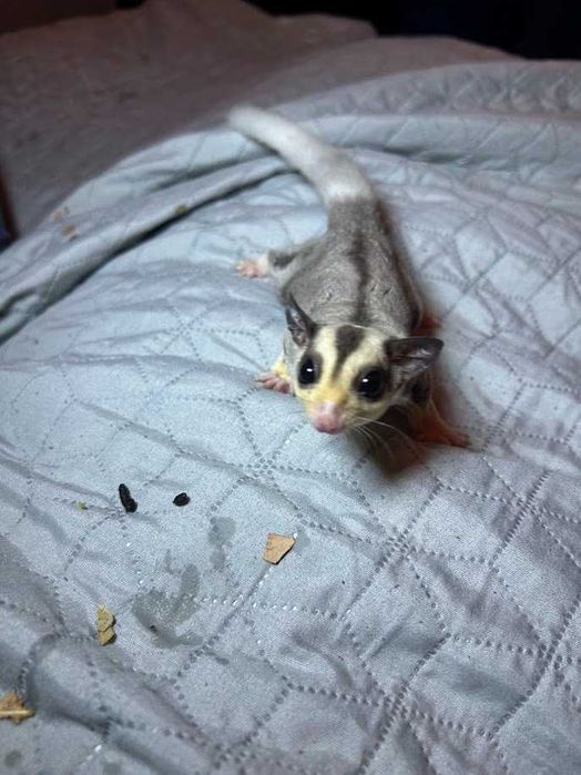 Lotopałanka karłowata|Sprawdzona hodowla|Lotki Psotki|Wyjątkowe samce