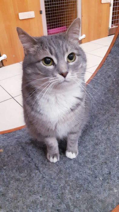 Кошечка Гайка Ищет дом