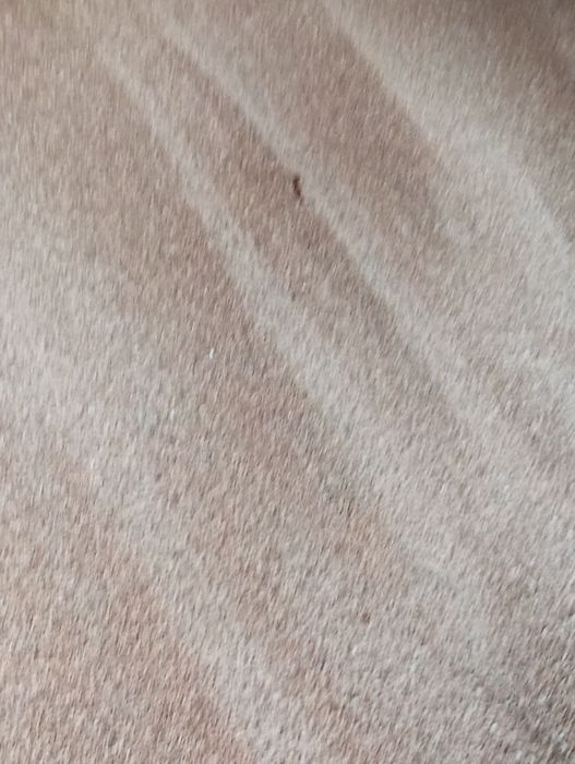 Пшениця      .    .