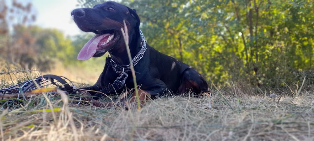 Вязка добермана .