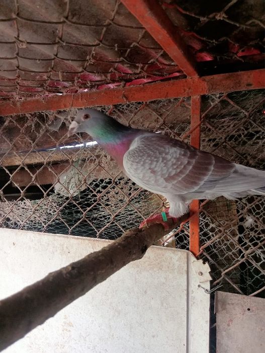 Pombos Correios em Braga